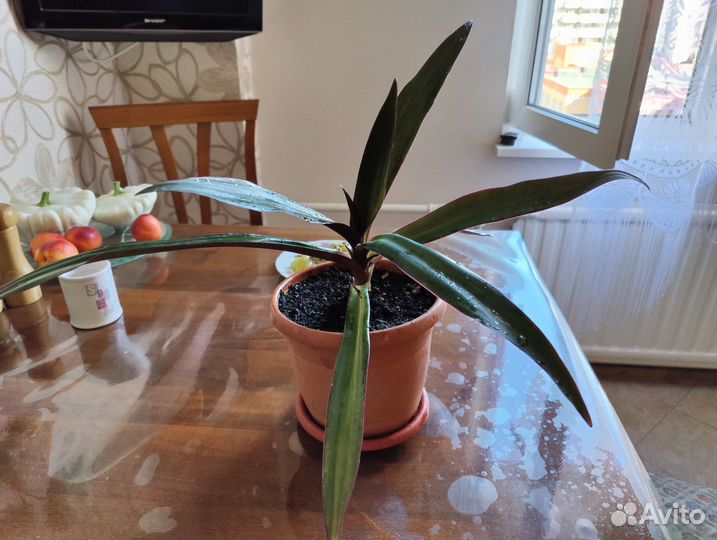 Традесканция рео