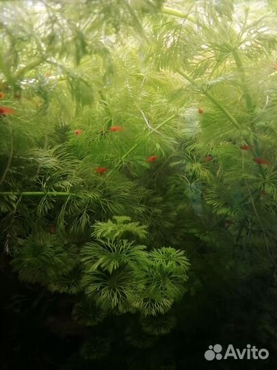 Мальки Меченосца