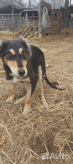 Борзая салюки