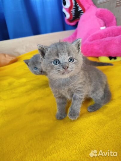 Шотландские котята