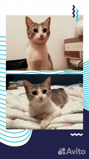 Котенок в добрые руки