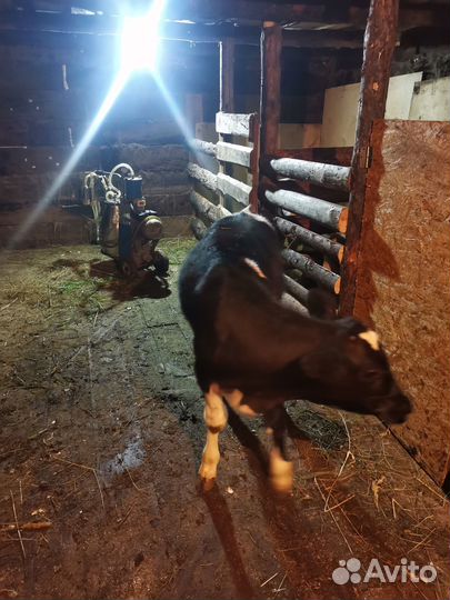 Тёлочки голштины