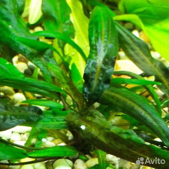 Криптокорина, валиснерия, риччия, ломариопсис