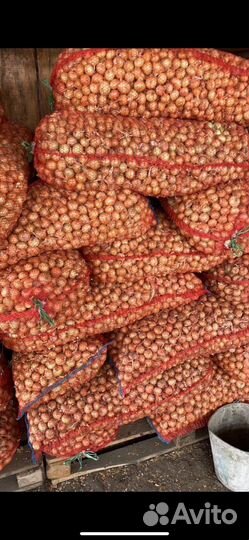 Лук Штутгарт