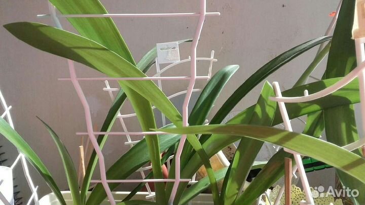 Лилия гиппеаструм комнатные растения