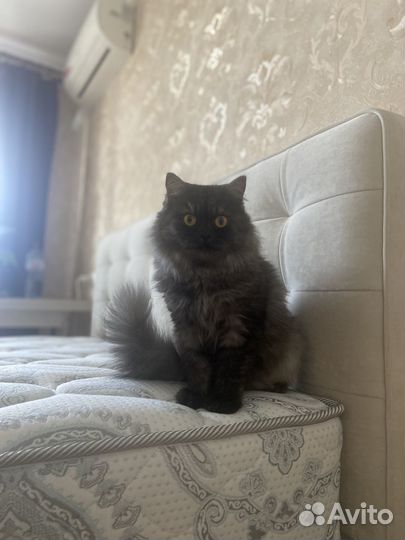 Настоящая сибирская кошка