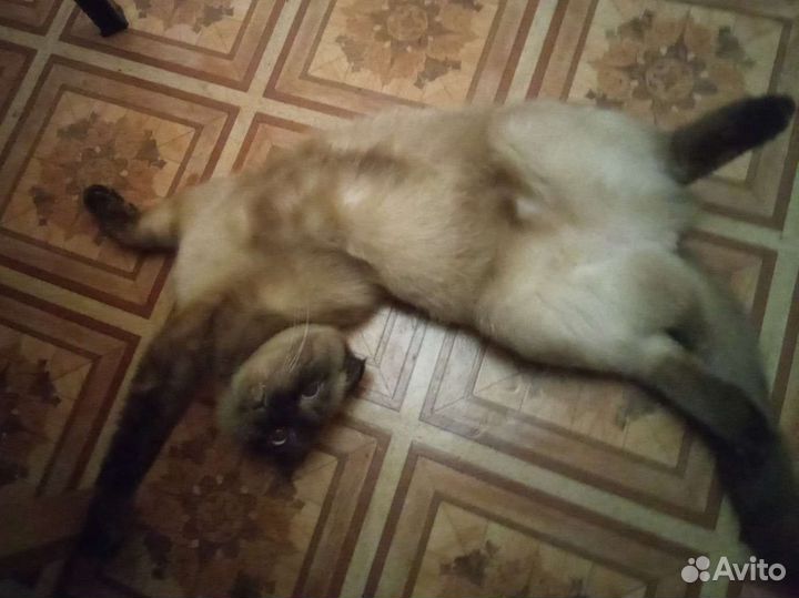 Тайская кошка