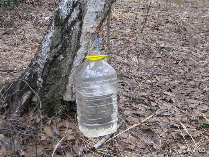 Сок берёзовый натуральный