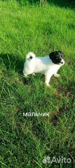 Щенки лайки