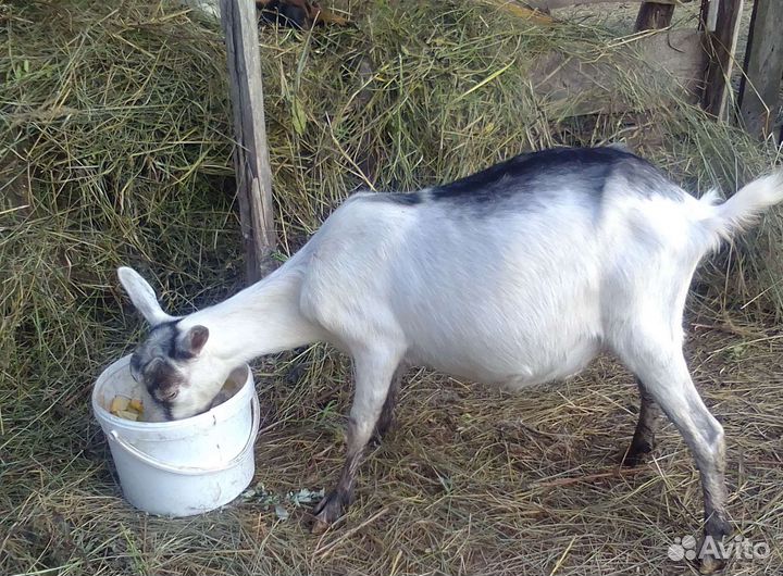 Козел коза ла-манча