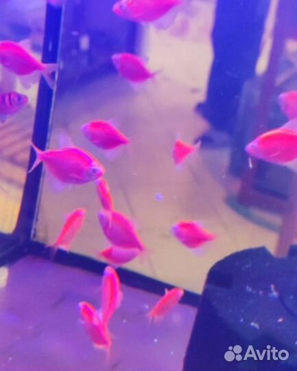 Аквариумные рыбки и растения