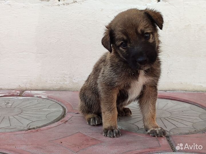 Отдам щенка в добрые руки