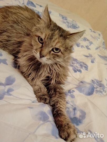 Феня в добрые руки