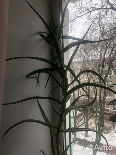 Цветок алоэ