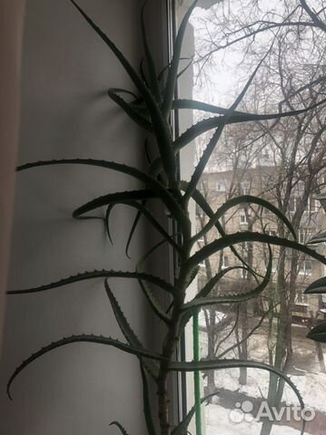 Цветок алоэ