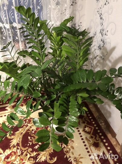 Замиокулькас