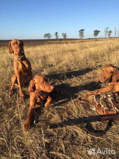Натаска легавых собак