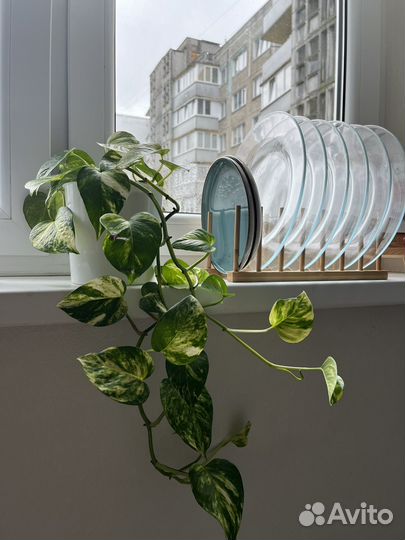 Сциндапсус эпипремнум