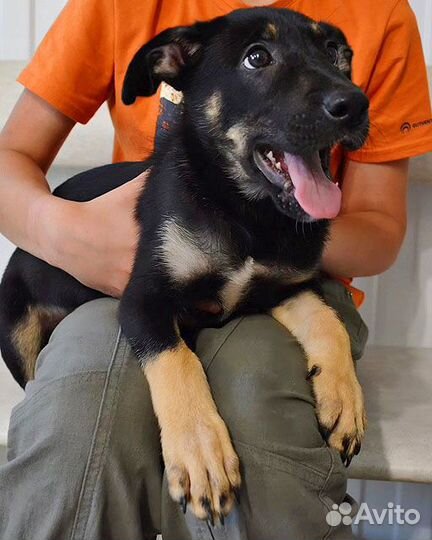 Милая, очень добрая и веселая девочка-щенок Лиззи