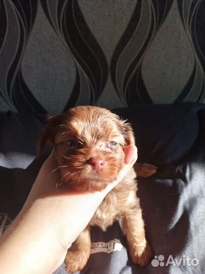 Йоркширский терьер