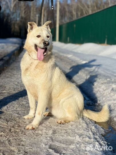 Собака в добрые руки