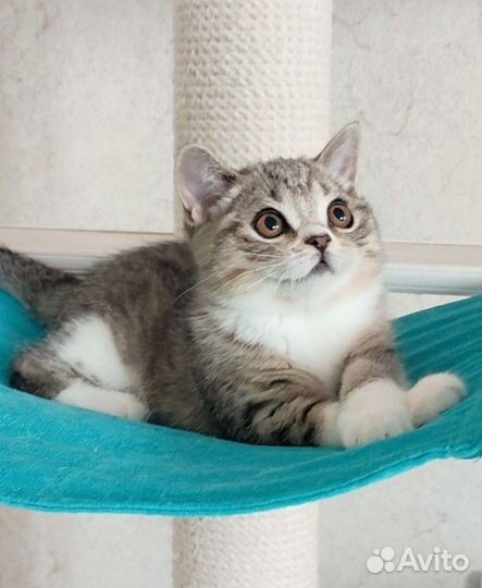 Скоттиш страйт котята