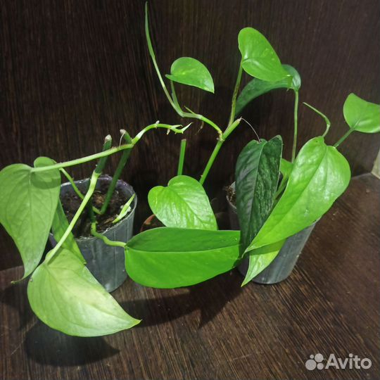 Комнатные растения