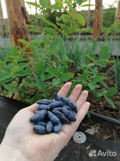 Саженцы жимолости