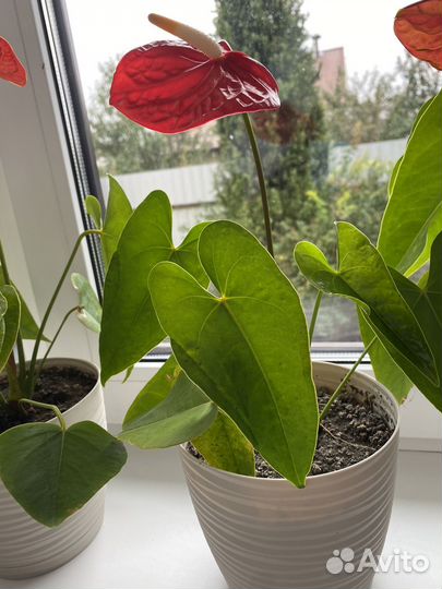 Антуриум Дакота