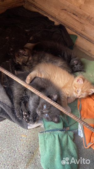 Котята в добрые руки