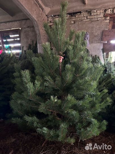 Елки (сосна) оптом
