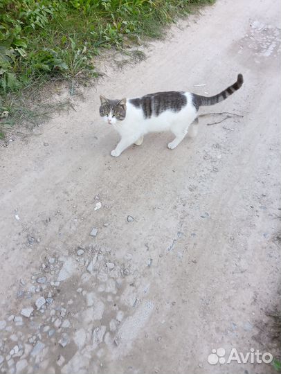 Отдам бесплатно в дар котята