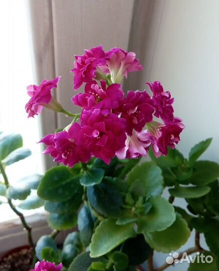 Каланхоэ цветущий махровый, разные цвета