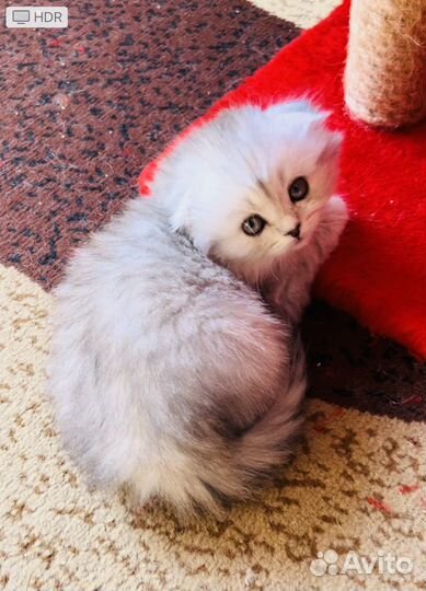 Шотландские вислоухие котята