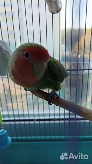 Неразлучник