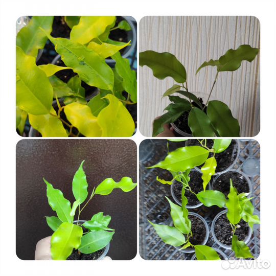 Фикусы сортовые