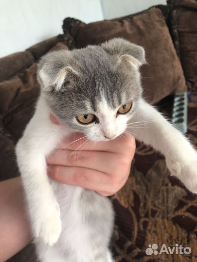 Котенок девочка вислоухий