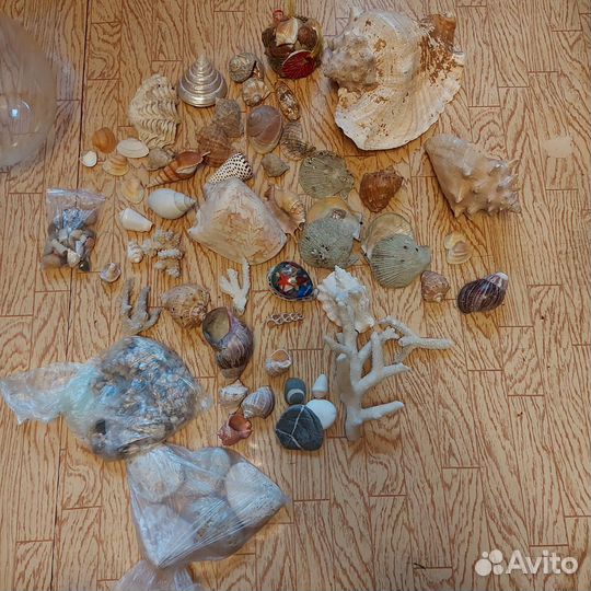 Шар аквариум и ракушки