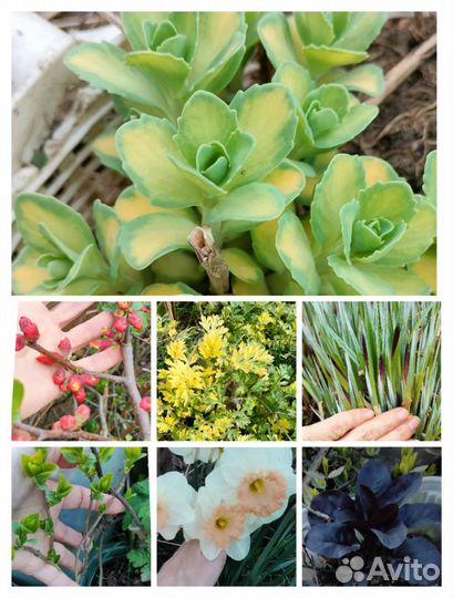 Садовые многолетники