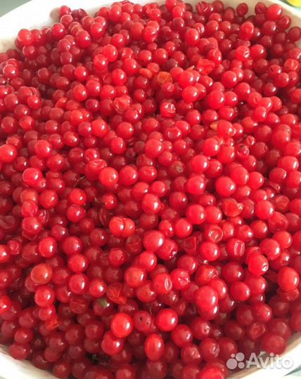 Калина ягода