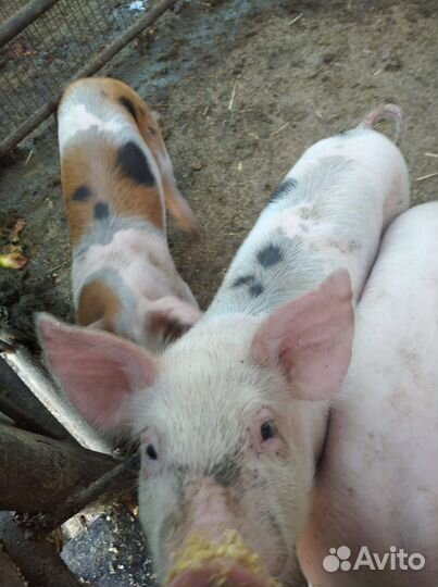 Поросята