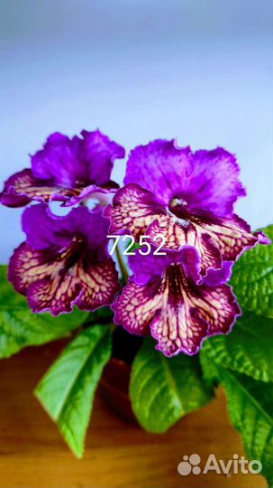 Стрептокарпус