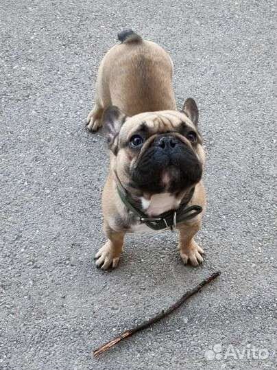 Французский бульдог