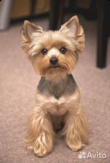 Выгул собак