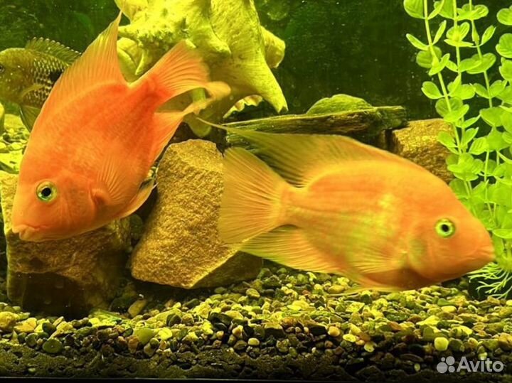 Аквариумные рыбки