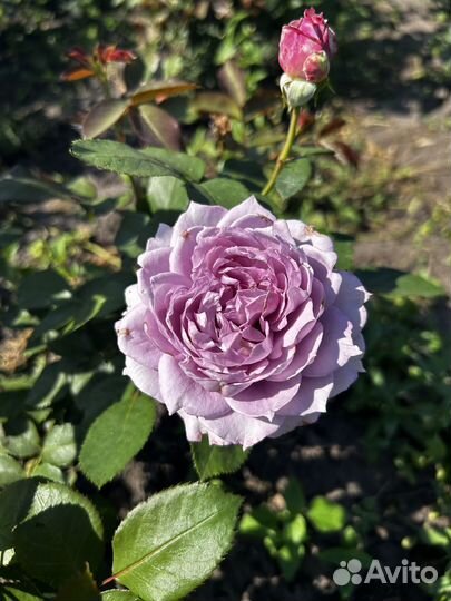 Розы (саженцы)
