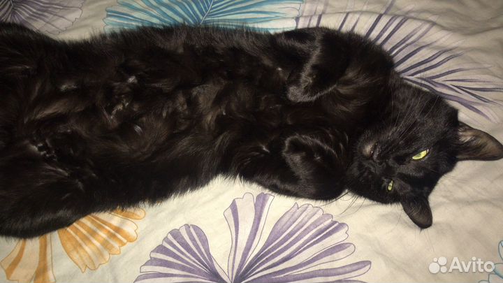 Белый кот на млучку с кошкой