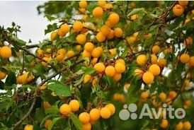 Саженцы алыча груши яблони сливы зимостойкие