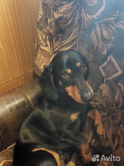 Кобель такса вязка