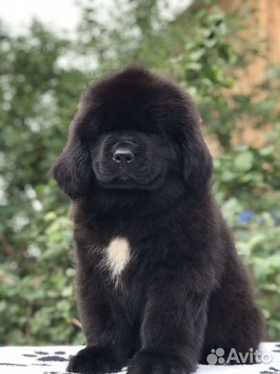 Ньюфаундленд